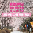 세명대학교 | 2026.04.10 세명대학교 벚꽃 4일차｜점심에 찍었어요… 3일차보다 더 예뻐짐🌸