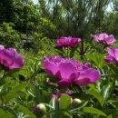 청남농원 이미지