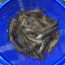 세영청과 이미지