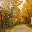 산장의 여인 이미지