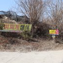 청벽거북 이미지