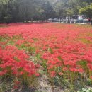 [울산안내산악회] 9월29일(일) 고창 선운산 수리봉 산행 선운사 상사화 축제 이미지