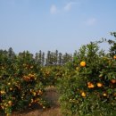 보영농장 이미지