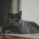 부평프라임동물병원 이미지