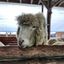 천일목장 이미지