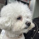 감나무길(태화동) | 울산 태화동 카페 레이백 커피 스탠드 애견동반 벚꽃카페 태화강국가정원 근처 리버뷰 카페