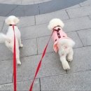 개좋은날 이미지