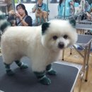 모란애견