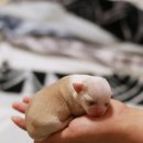 윈터펠 치와와 이미지