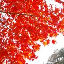 금광농원 이미지