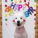 이츠펫 살롱 이미지