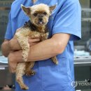 굿파파24시 반려동물 건강검진센터 이미지