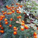 메리골드 이미지