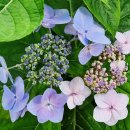 온천천시민공원 수국 이미지