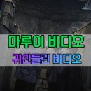 마루이 비디오 영화 개봉일 실화 출연진 줄거리