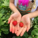 브이농장 이미지