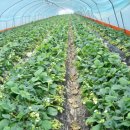 범수네농장 이미지