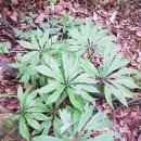 양산천변 이미지