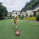 메리도그하우스 이미지