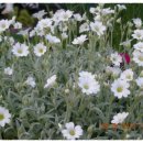 오늘나의정원 이미지