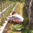 공동농장 이미지