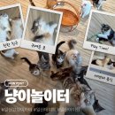 일산 | 일산 고양이카페 냥이놀이터에서 힐링한 일산데이트 후기