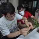 26.8.01. Horticultural therapy(목부작) 이미지