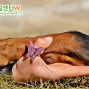 행복한강아지 이미지