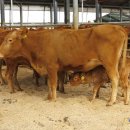 명품횡성한우가 이미지