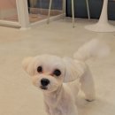 제이 애견 미용 이미지