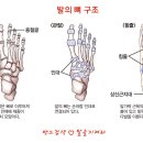 👣인체에서 가장 복잡한 발의 뼈 구조 이미지