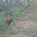 청계복지농장 이미지