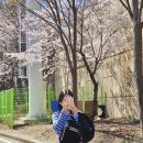 경암스포츠센터 | [부산이즈굿] 부산 벚꽃 명소 ep.2 부산대학교 경암체육관 벚꽃 🌈✨🌸