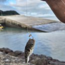 송이도친환경가족펜션 이미지