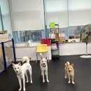 아카데미유치원 | 📍 엔젤짐 반려견 아카데미 후기