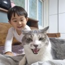 브룩스 캣 카페 | 추운 겨울 아기랑 고양이 보러 브룩스 캣