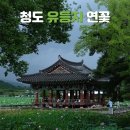 군자정 | 청도 유등지 군자정 연꽃 실시간 개화 상황 및 주차정보