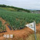 영주로오이