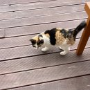 매시리민박 이미지