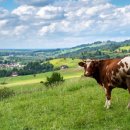 태현지목장 이미지