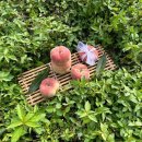 용택농장 | 용택골드 보다 더 귀하다는 소담골드 🍑복겟팅이란 이러 것 !! + 납작복숭아 정품 + 더 달달한 천중도 🍑