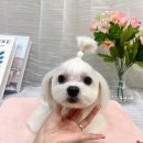 댕댕뷰티 이미지