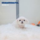 쓰담쓰담애견샵 이미지