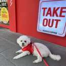 몽글몽글애견유치원(호텔&미용) 이미지