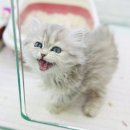 캣초딩 고양이분양 김포구래점 | 김포고양이분양 캣초딩 행복해요