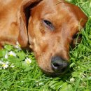 24시 송도힐 동물메디컬센터 이미지