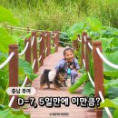 SP-5D03 | "D-7" 부여서동연꽃축제 5일만에 개화율이? 아이·반려견 동반 여행