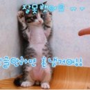 닭 씨리즈 이미지