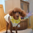 아띠펫살롱 이미지