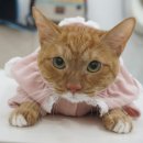 코냥코냥 이미지